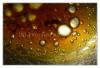 mastnota