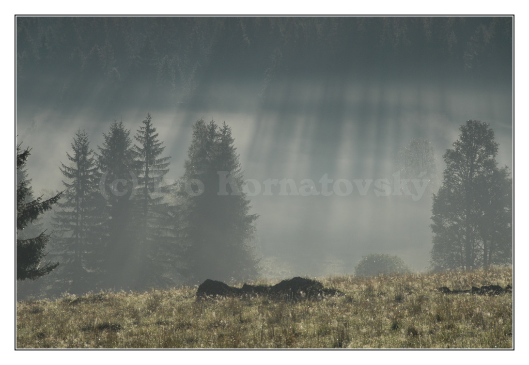 šumava