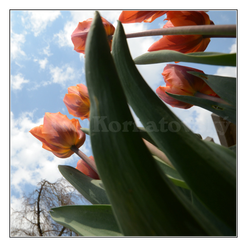 tulipány