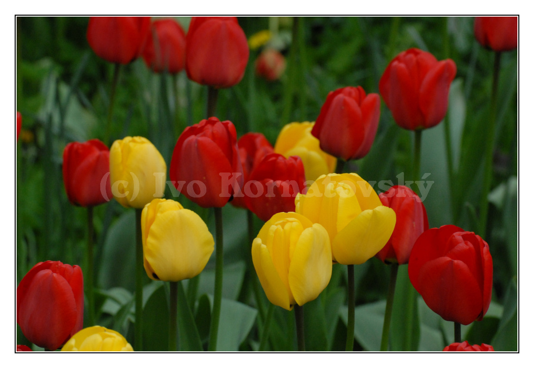 tulipány