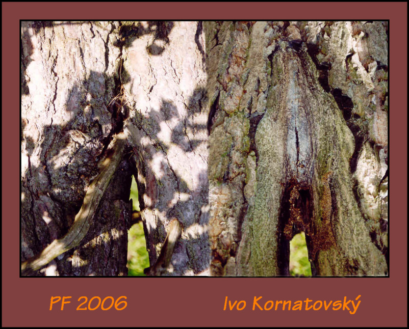 PF2006