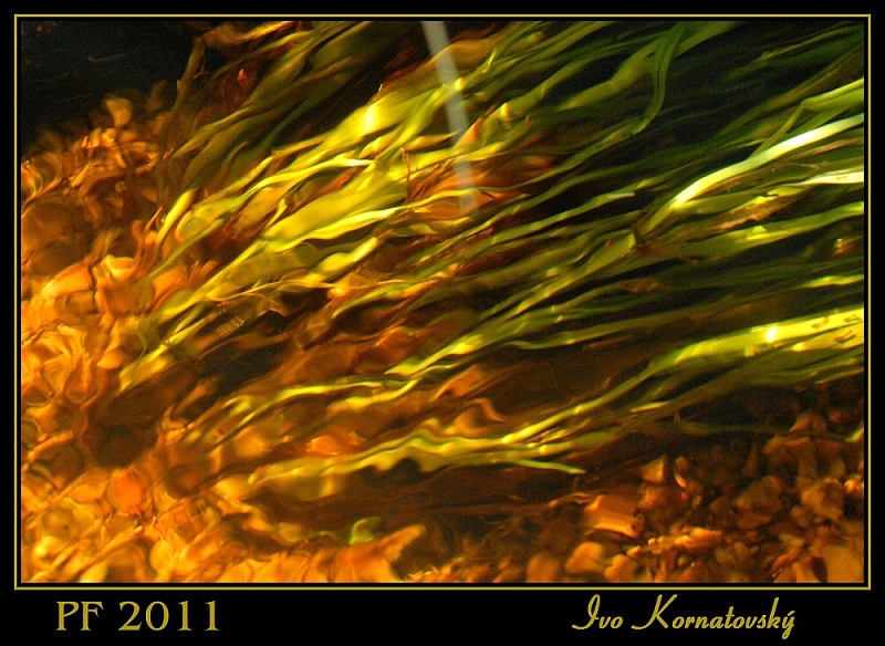 PF2011