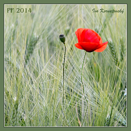 PF2014