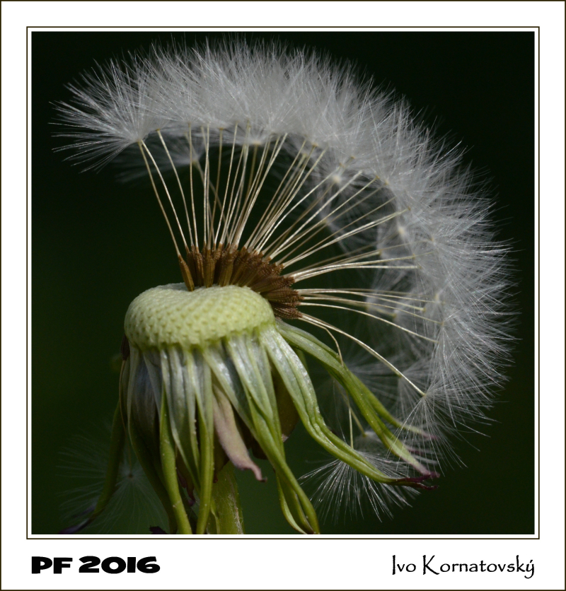 pf 2016